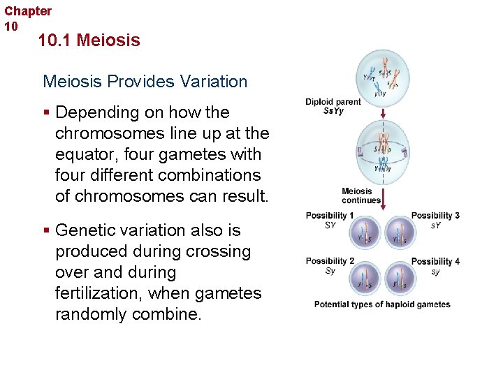 Chapter 10 Sexual Reproduction and Genetics 10. 1 Meiosis Provides Variation § Depending on