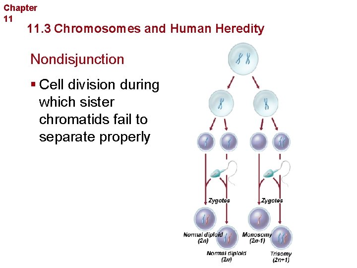 Chapter 11 Complex Inheritance and Human Heredity 11. 3 Chromosomes and Human Heredity Nondisjunction