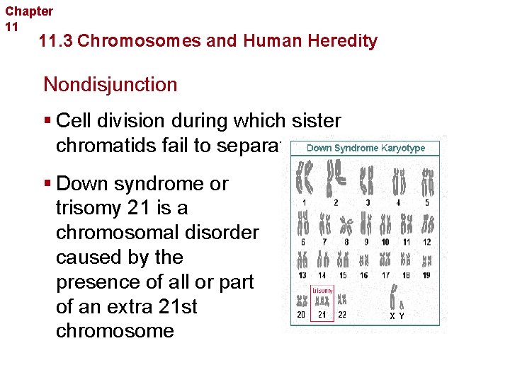 Chapter 11 Complex Inheritance and Human Heredity 11. 3 Chromosomes and Human Heredity Nondisjunction
