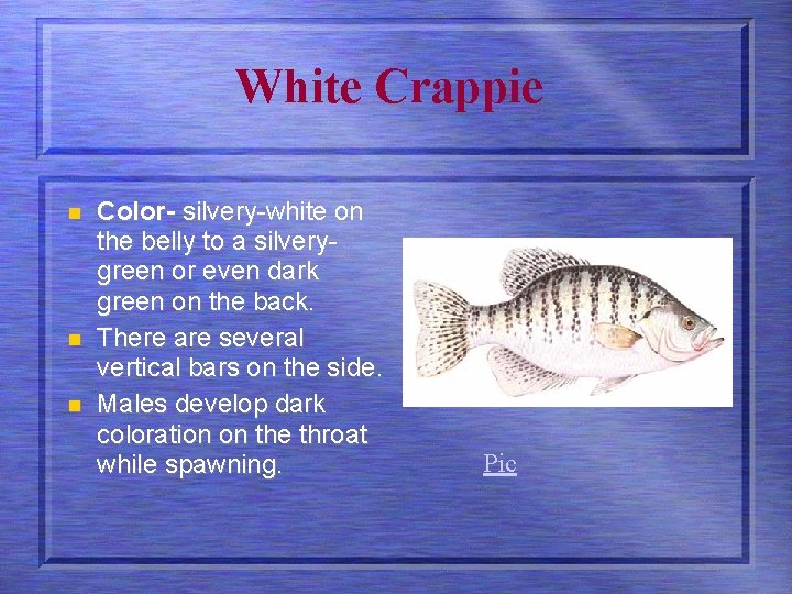 White Crappie n n n Color- silvery-white on the belly to a silverygreen or