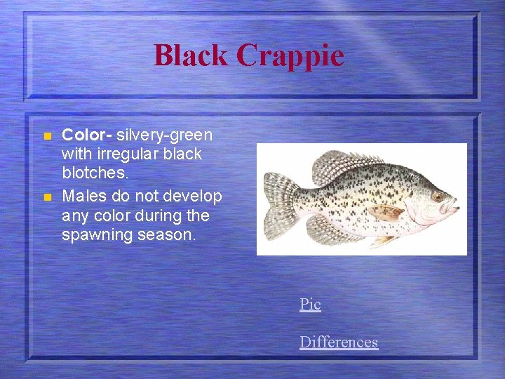 Black Crappie n n Color- silvery-green with irregular black blotches. Males do not develop