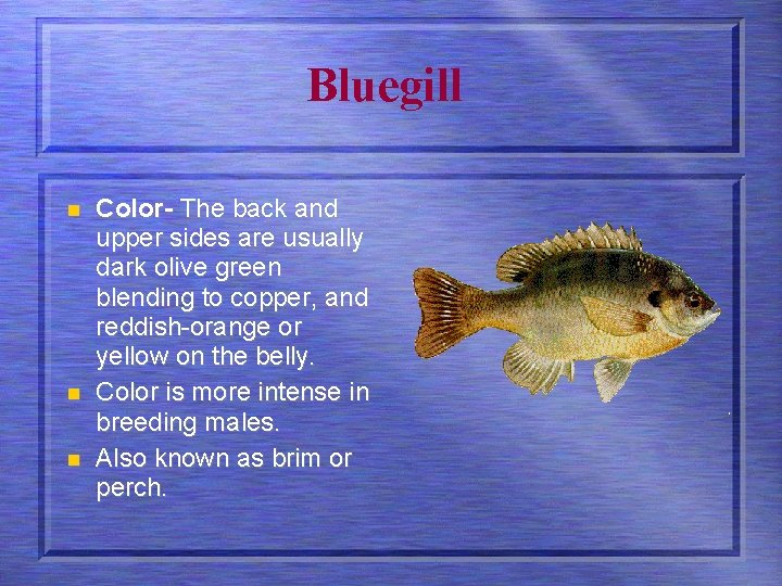 Bluegill n n n Color- The back and upper sides are usually dark olive