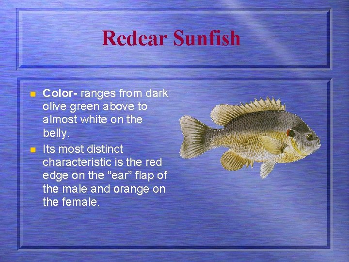Redear Sunfish n n Color- ranges from dark olive green above to almost white