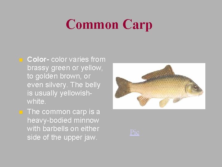 Common Carp n n Color- color varies from brassy green or yellow, to golden
