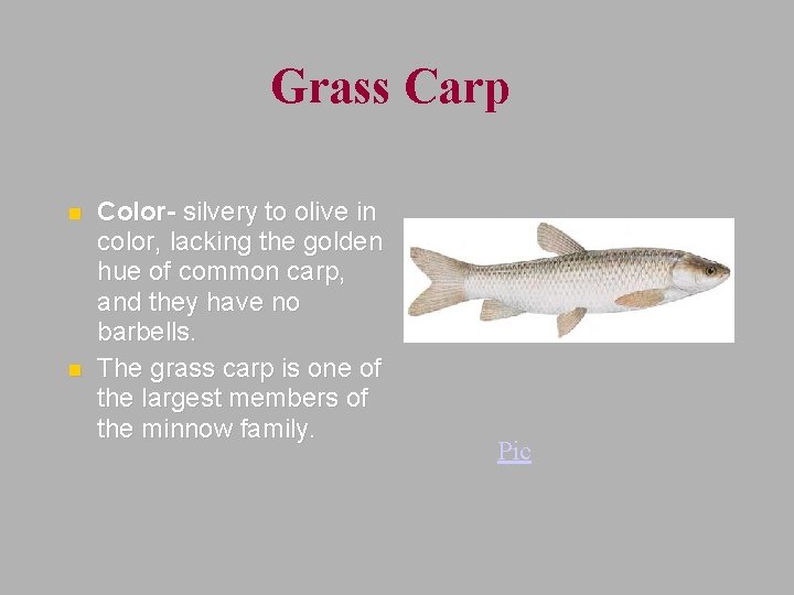 Grass Carp n n Color- silvery to olive in color, lacking the golden hue