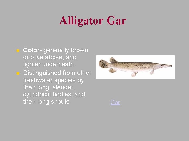Alligator Gar n n Color- generally brown or olive above, and lighter underneath. Distinguished