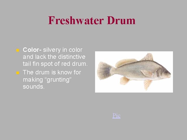 Freshwater Drum n n Color- silvery in color and lack the distinctive tail fin