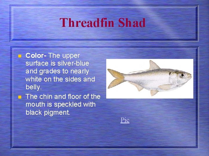 Threadfin Shad n n Color- The upper surface is silver-blue and grades to nearly