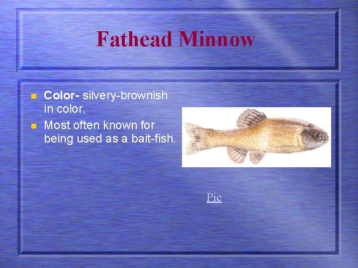 Fathead Minnow n n Color- silvery-brownish in color. Most often known for being used