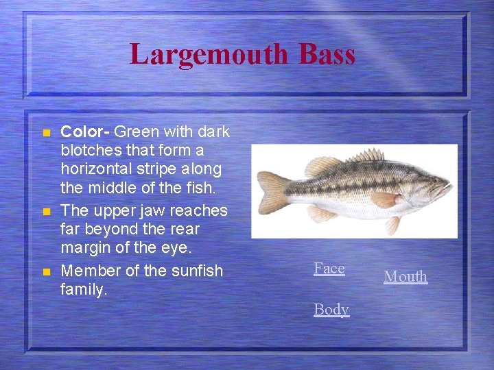 Largemouth Bass n n n Color- Green with dark blotches that form a horizontal