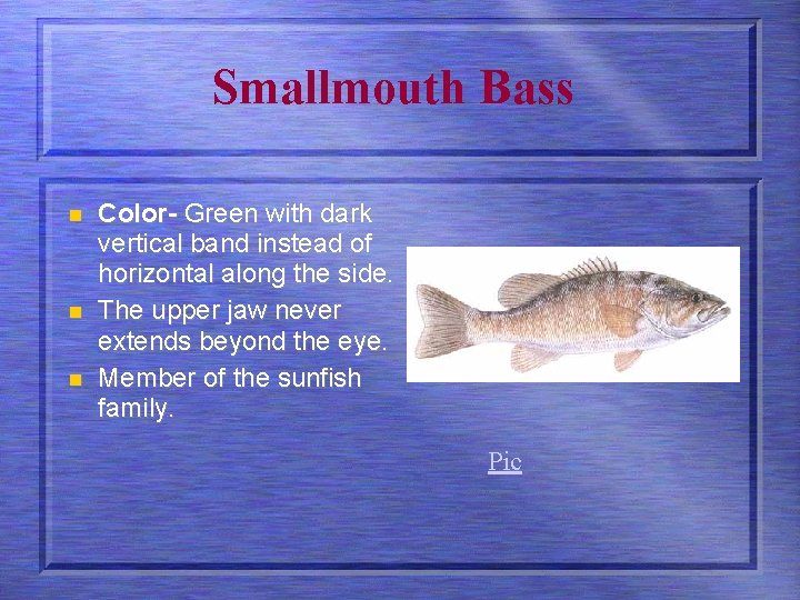 Smallmouth Bass n n n Color- Green with dark vertical band instead of horizontal