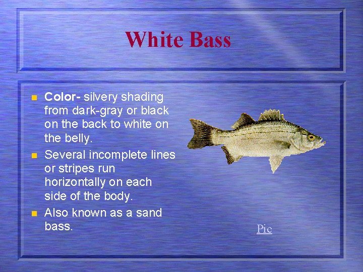 White Bass n n n Color- silvery shading from dark-gray or black on the