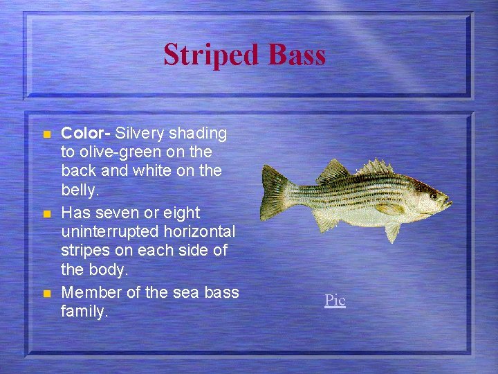 Striped Bass n n n Color- Silvery shading to olive-green on the back and
