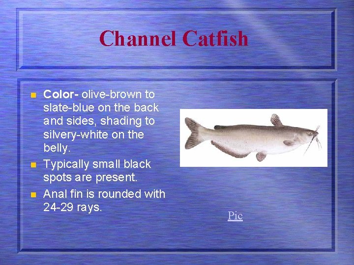 Channel Catfish n n n Color- olive-brown to slate-blue on the back and sides,