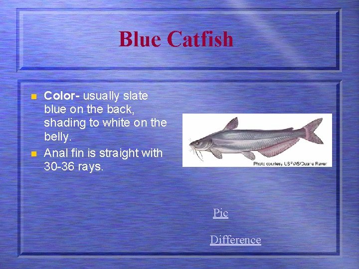 Blue Catfish n n Color- usually slate blue on the back, shading to white