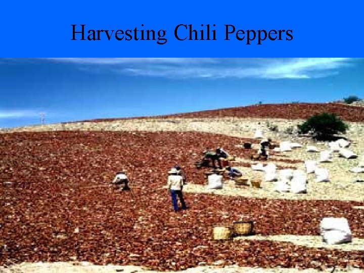 Harvesting Chili Peppers 