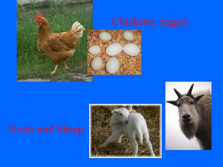 Chickens, (eggs) Goats and Sheep 