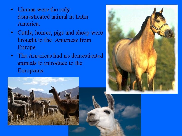  • Llamas were the only domesticated animal in Latin America. • Cattle, horses,