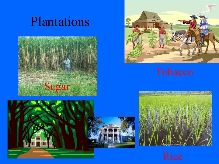 Plantations Tobacco Sugar Rice 