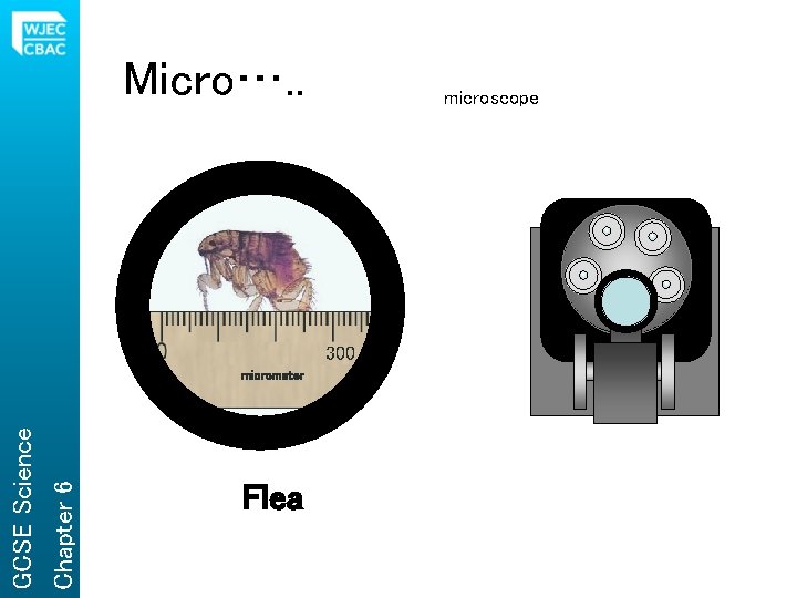 Micro…. . microscope 300 Chapter 6 GCSE Science micrometer Flea 