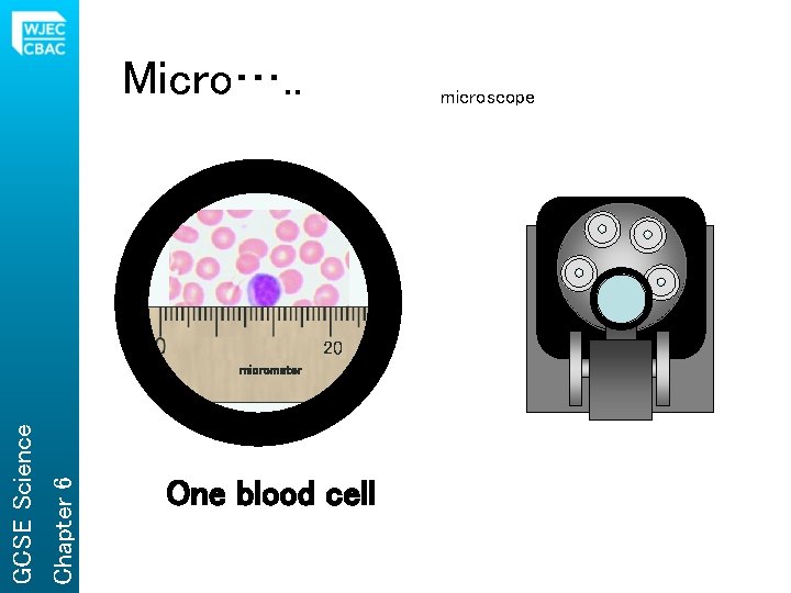 Micro…. . microscope 20 Chapter 6 GCSE Science micrometer One blood cell 