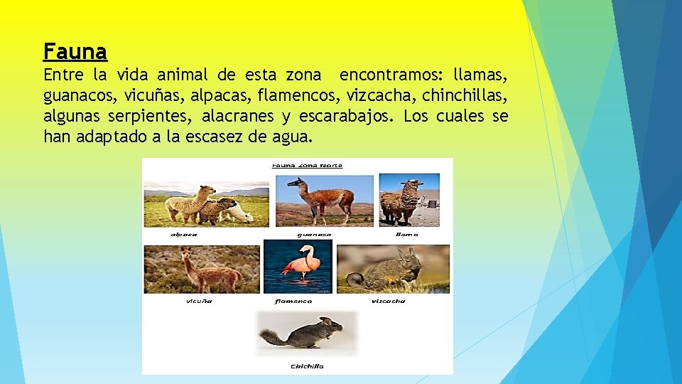 Fauna Entre la vida animal de esta zona encontramos: llamas, guanacos, vicuñas, alpacas, flamencos,
