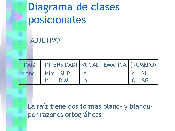 Diagrama de clases posicionales ADJETIVO RAÍZ (INTENSIDAD) VOCAL TEMÁTICA (NÚMERO) blanc- -isim SUP -a Diagrama de clases posicionales ADJETIVO RAÍZ (INTENSIDAD) VOCAL TEMÁTICA (NÚMERO) blanc- -isim SUP -a