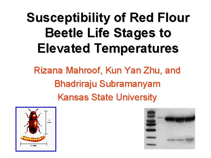 Susceptibility of Red Flour Beetle Life Stages to Elevated Temperatures Rizana Mahroof, Kun Yan