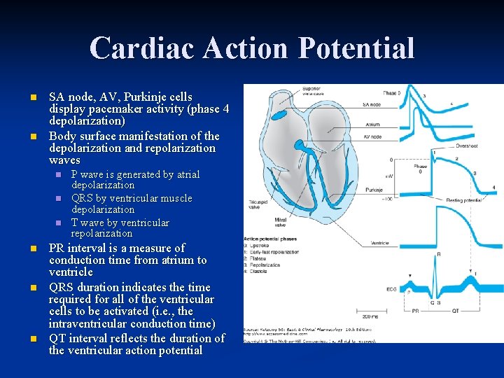 Cardiac Action Potential n n SA node, AV, Purkinje cells display pacemaker activity (phase