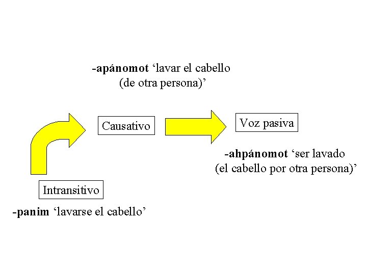 -apánomot ‘lavar el cabello (de otra persona)’ Causativo Voz pasiva -ahpánomot ‘ser lavado (el -apánomot ‘lavar el cabello (de otra persona)’ Causativo Voz pasiva -ahpánomot ‘ser lavado (el