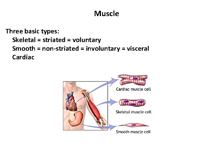 Muscle Three basic types: Skeletal = striated = voluntary Smooth = non-striated = involuntary