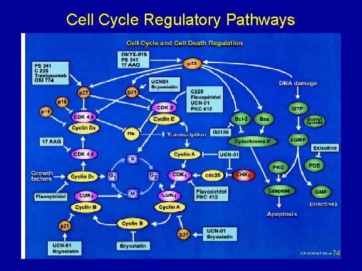 Cell Cycle Regulatory Pathways 74 
