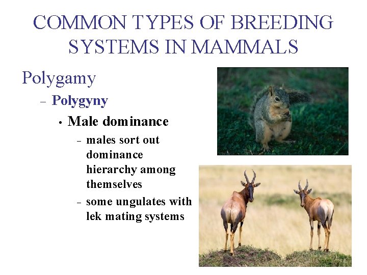 COMMON TYPES OF BREEDING SYSTEMS IN MAMMALS Polygamy – Polygyny • Male dominance –