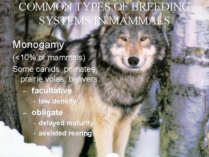 COMMON TYPES OF BREEDING SYSTEMS IN MAMMALS Monogamy (<10% of mammals) Some canids, primates,