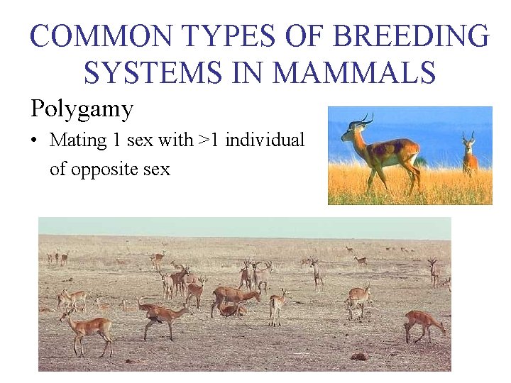 COMMON TYPES OF BREEDING SYSTEMS IN MAMMALS Polygamy • Mating 1 sex with >1