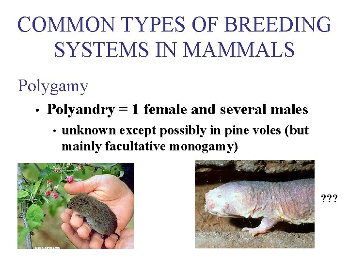 COMMON TYPES OF BREEDING SYSTEMS IN MAMMALS Polygamy • Polyandry = 1 female and