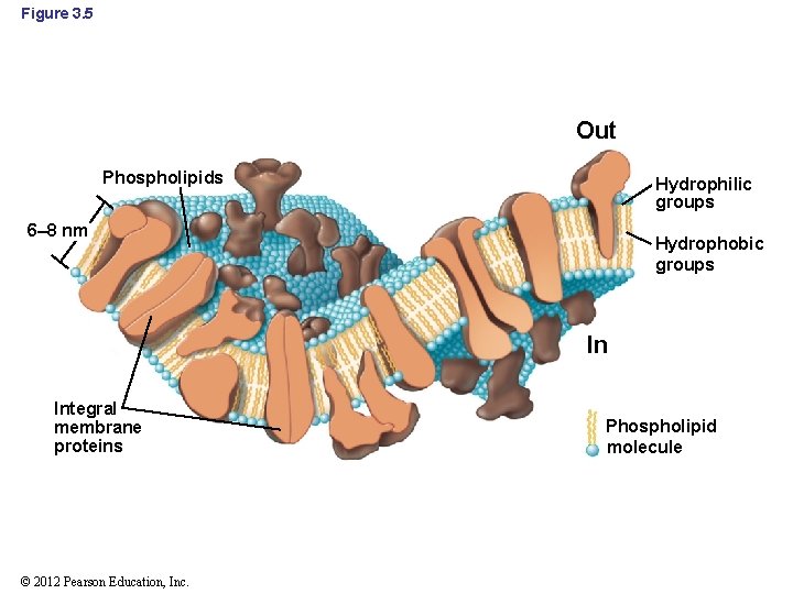 Figure 3. 5 Out Phospholipids Hydrophilic groups 6– 8 nm Hydrophobic groups In Integral