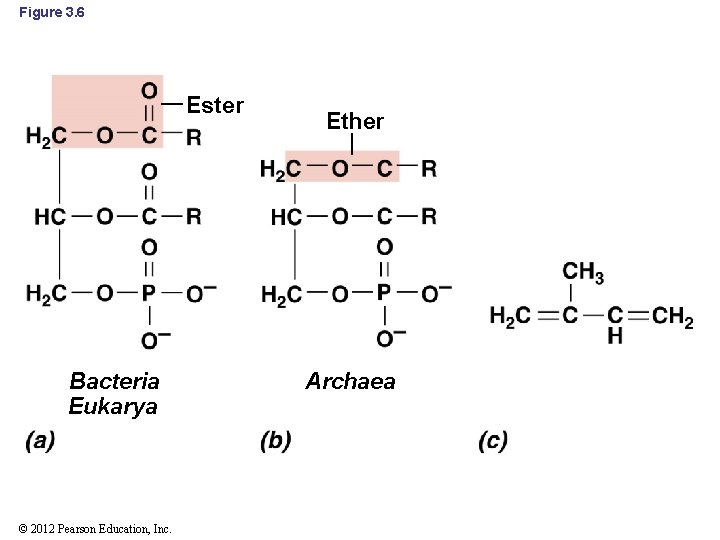 Figure 3. 6 Ester Bacteria Eukarya © 2012 Pearson Education, Inc. Ether Archaea 