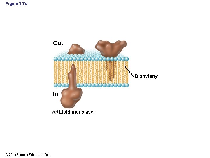 Figure 3. 7 e Out Biphytanyl In Lipid monolayer © 2012 Pearson Education, Inc.