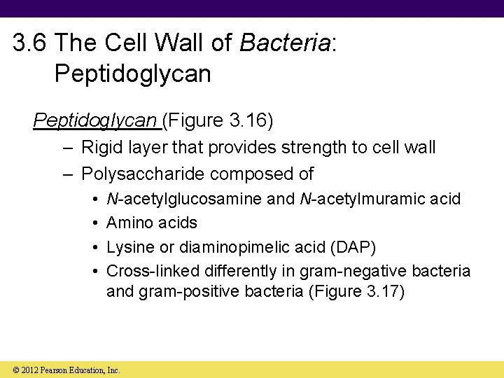 3. 6 The Cell Wall of Bacteria: Peptidoglycan (Figure 3. 16) – Rigid layer