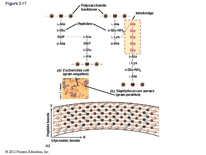 Figure 3. 17 Polysaccharide backbone Interbridge Peptides Escherichia coli (gram-negative) Staphylococcus aureus (gram-positive) Peptide