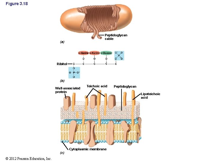 Figure 3. 18 Peptidoglycan cable Ribitol Wall-associated protein Teichoic acid Cytoplasmic membrane © 2012