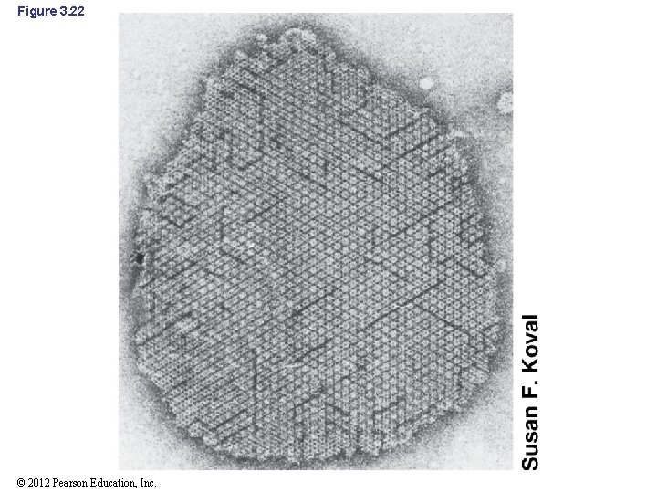 Figure 3. 22 © 2012 Pearson Education, Inc. 
