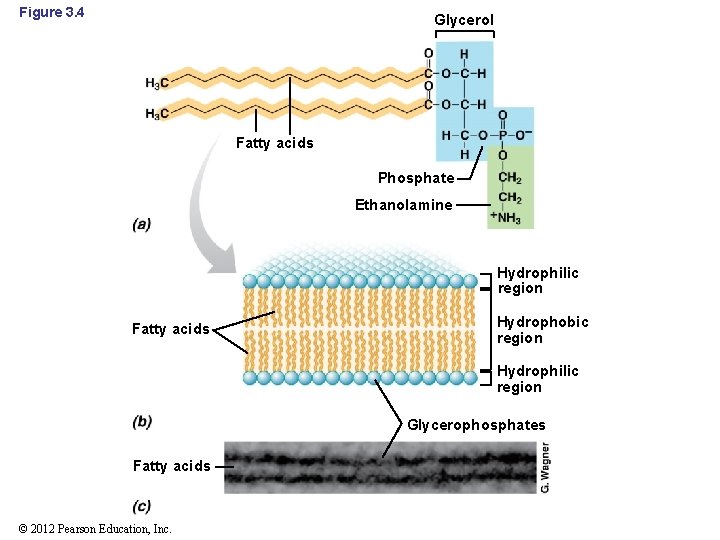 Figure 3. 4 Glycerol Fatty acids Phosphate Ethanolamine Hydrophilic region Fatty acids Hydrophobic region
