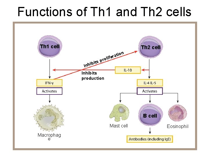Functions of Th 1 and Th 2 cells Th 1 cell Th 2 cell Functions of Th 1 and Th 2 cells Th 1 cell Th 2 cell