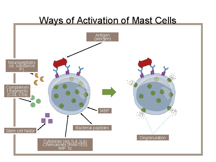 Ways of Activation of Mast Cells Antigen (alergen) Neuropeptides (ie, substance P) Complemen t Ways of Activation of Mast Cells Antigen (alergen) Neuropeptides (ie, substance P) Complemen t