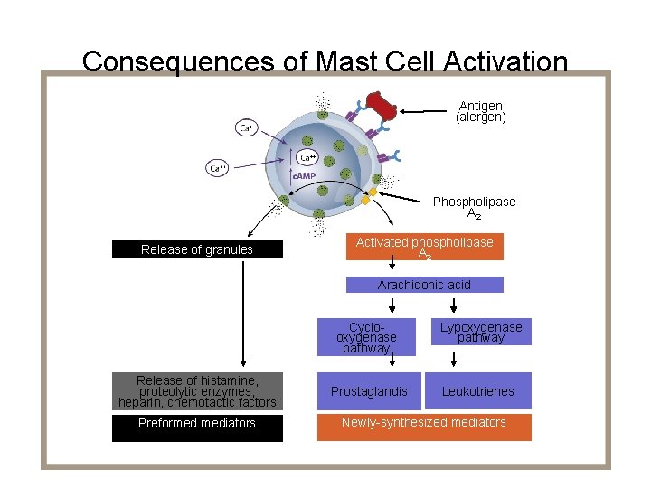 Consequences of Mast Cell Activation Antigen (alergen) Phospholipase A 2 Release of granules Activated Consequences of Mast Cell Activation Antigen (alergen) Phospholipase A 2 Release of granules Activated