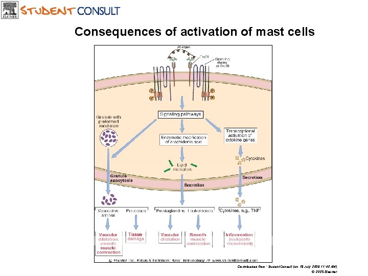 Consequences of activation of mast cells Downloaded from: Student. Consult (on 18 July 2006 Consequences of activation of mast cells Downloaded from: Student. Consult (on 18 July 2006