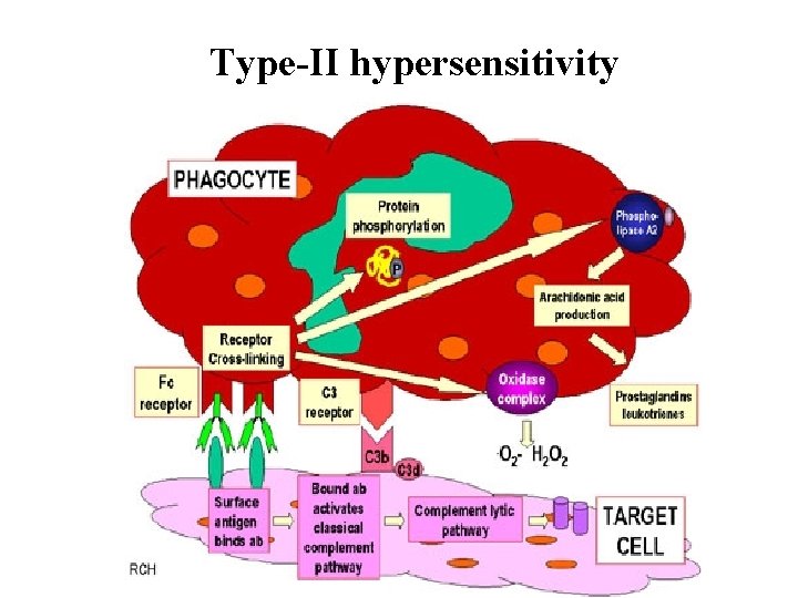 Type-II hypersensitivity Type-II hypersensitivity