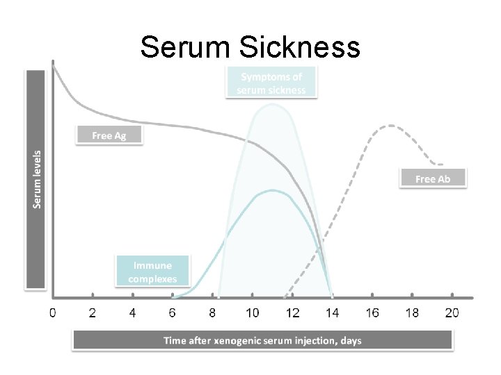 Serum Sickness Serum Sickness